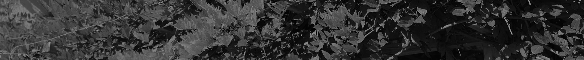 BDSD Boundless Design